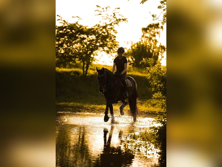 Westphalian Mare 10 years 16.2 hh Bay-Dark in Dorsten