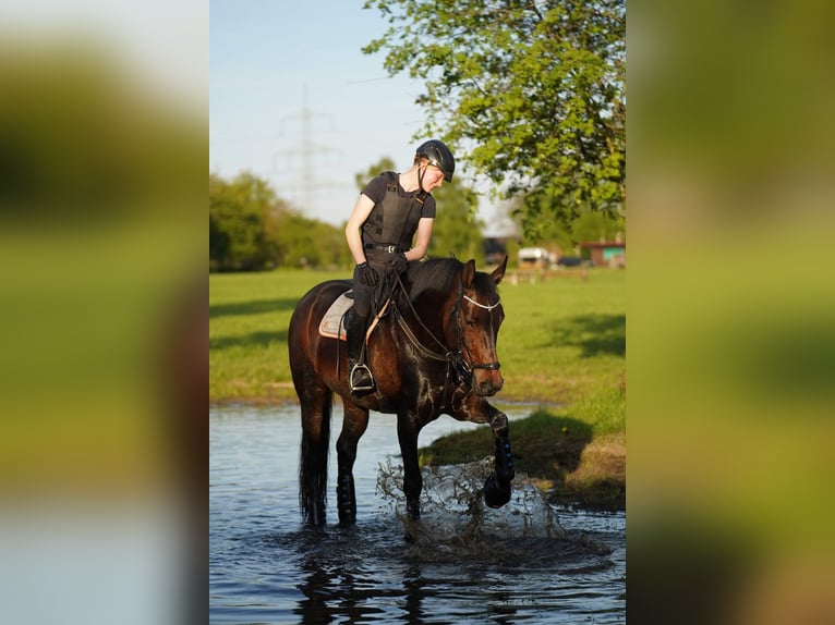 Westphalian Mare 10 years 16.2 hh Bay-Dark in Dorsten