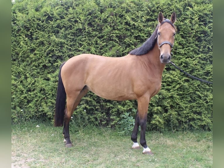 Westphalian Mare 10 years 16.2 hh Brown in Bleicherode