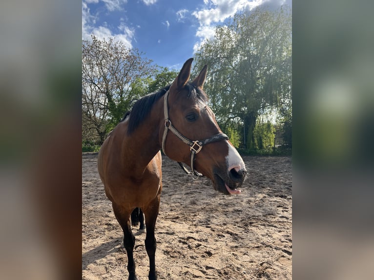 Westphalian Mare 10 years 16,2 hh Brown in Ettlingen