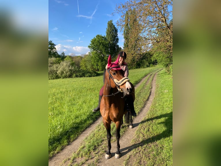 Westphalian Mare 10 years 16,2 hh Brown in Ettlingen