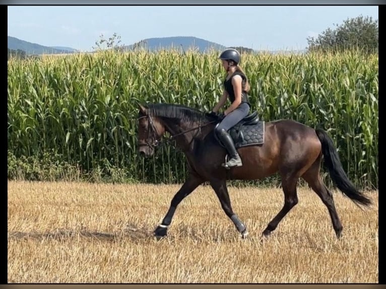 Westphalian Mare 10 years 16.2 hh Brown in Kenn