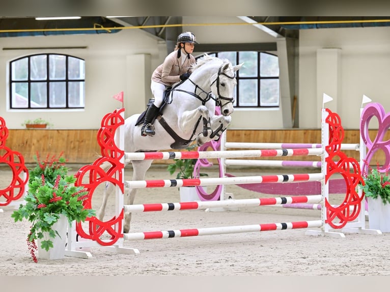 Westphalian Mare 10 years 16,2 hh Gray in Wysin