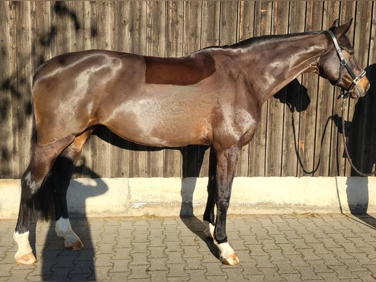 Westphalian Mare 10 years 16,3 hh Bay-Dark in Sindelfingen