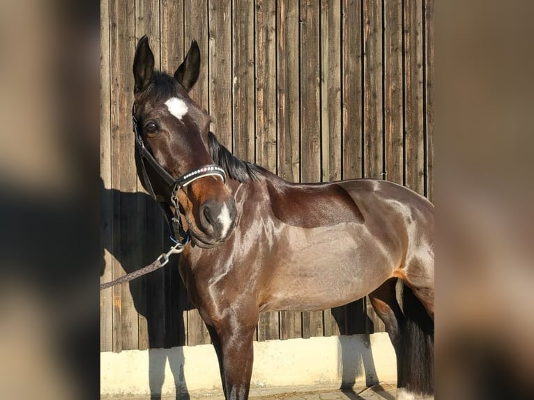 Westphalian Mare 10 years 16,3 hh Bay-Dark in Sindelfingen