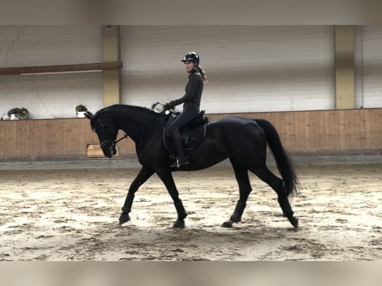 Westphalian Mare 10 years 16,3 hh Black in Unna