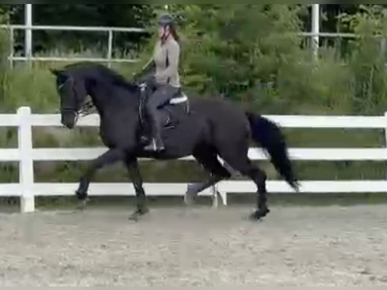 Westphalian Mare 10 years 16,3 hh Black in Unna