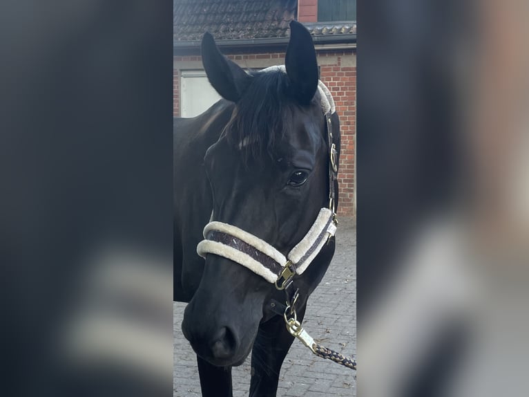 Westphalian Mare 10 years 16,3 hh Black in Unna