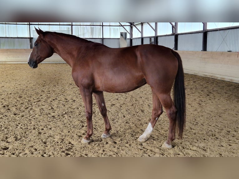 Westphalian Mare 10 years 16,3 hh Chestnut-Red in Witzenhausen