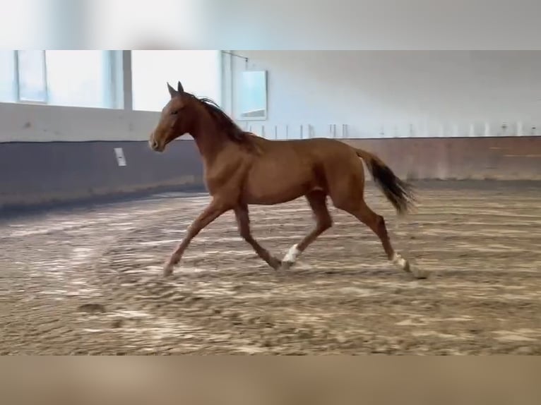 Westphalian Mare 10 years 16,3 hh Chestnut-Red in Witzenhausen