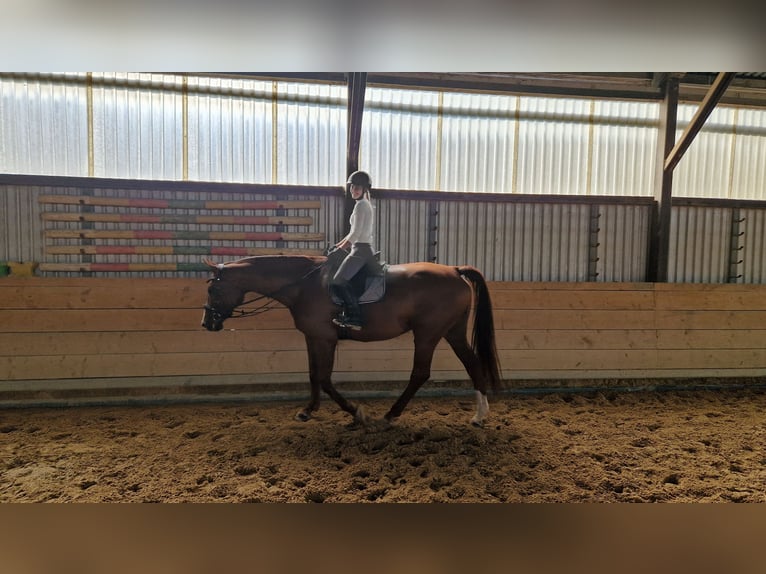 Westphalian Mare 10 years 16,3 hh Chestnut-Red in Witzenhausen