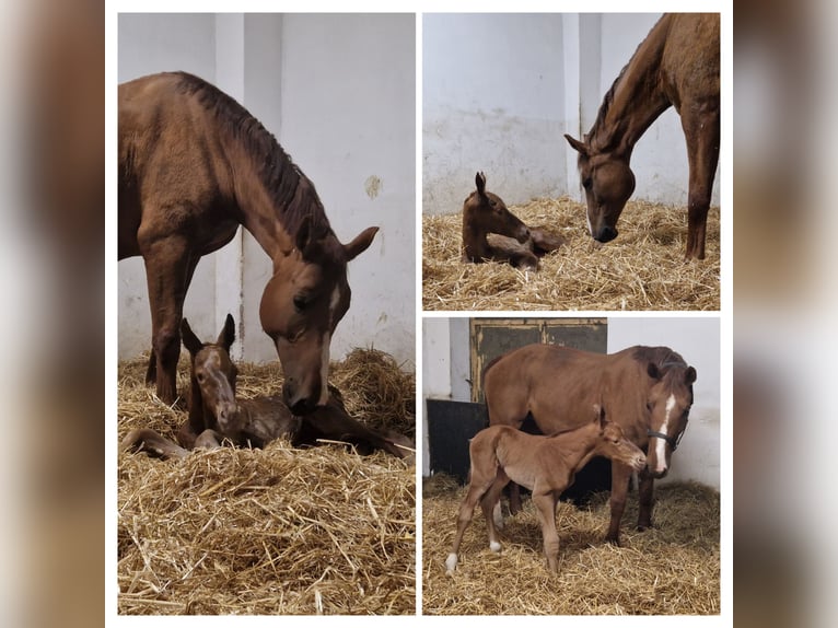 Westphalian Mare 10 years 16,3 hh Chestnut-Red in Witzenhausen