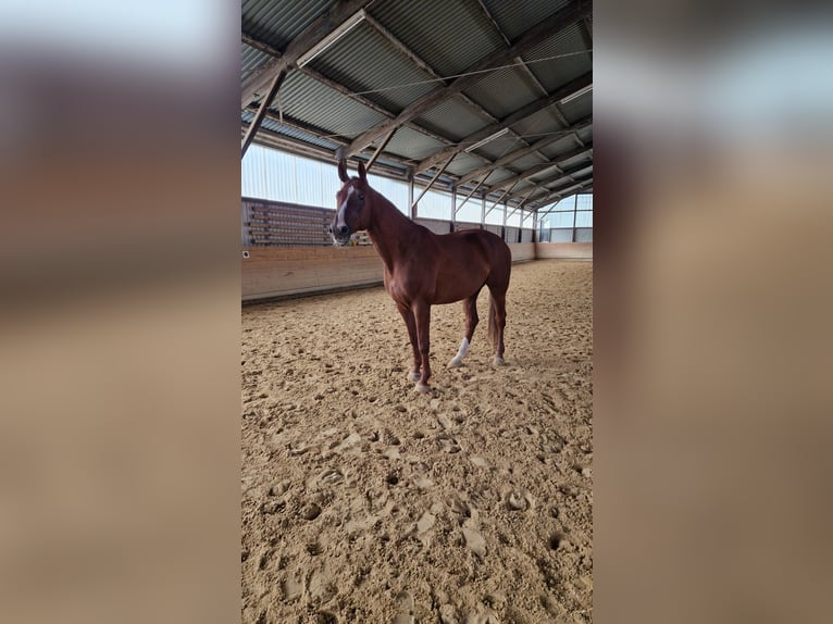 Westphalian Mare 10 years 16,3 hh Chestnut-Red in Witzenhausen