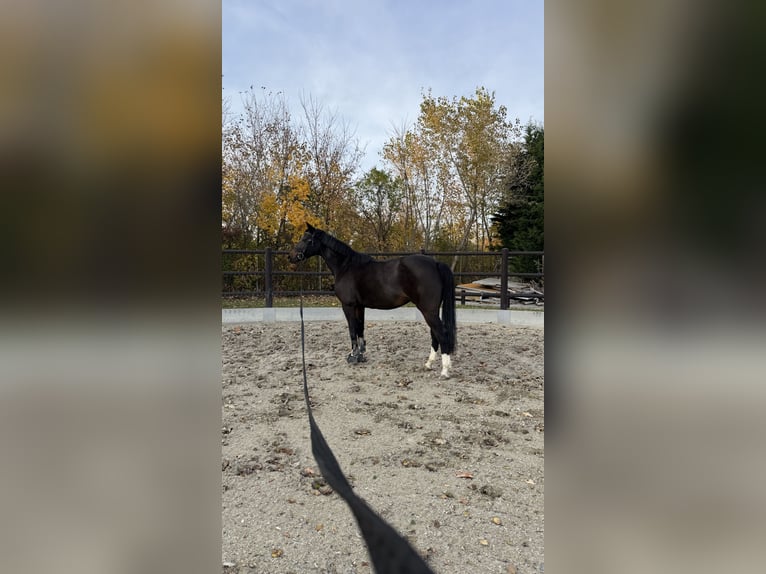 Westphalian Mare 10 years 16 hh Bay-Dark in Bruck an der Leitha