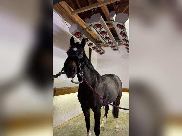 Westphalian Mare 10 years 16 hh Bay-Dark in Bruck an der Leitha