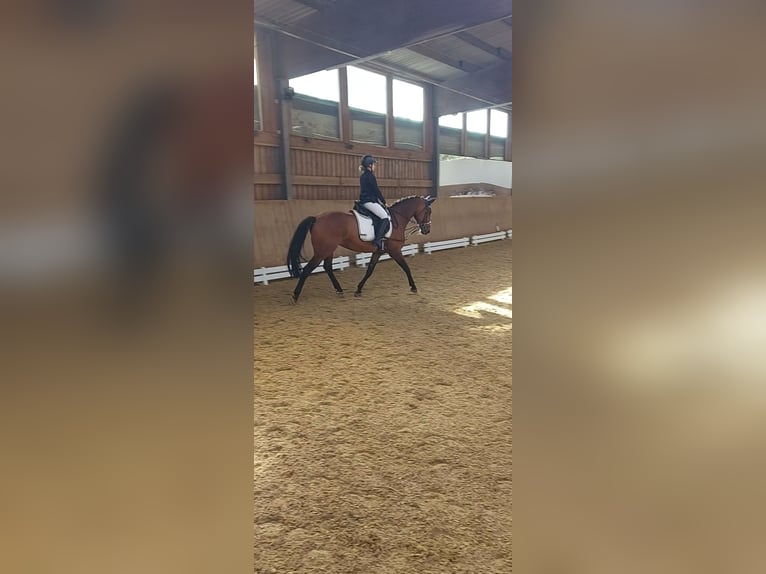 Westphalian Mare 10 years 16 hh Brown in Wiesbaden