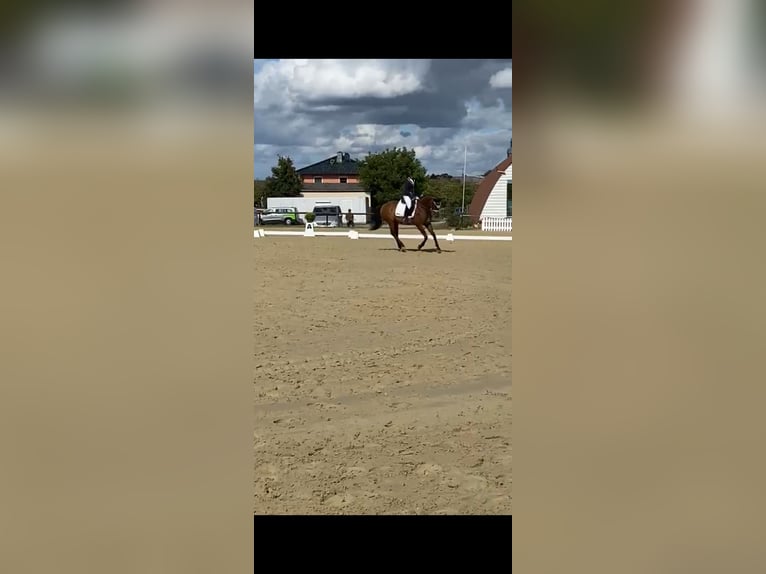 Westphalian Mare 10 years 16 hh Brown in Wiesbaden