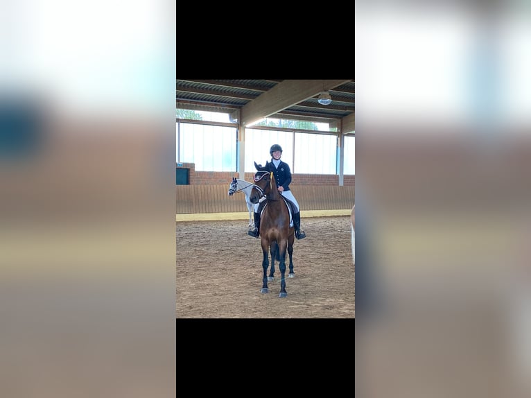 Westphalian Mare 10 years 16 hh Brown in Wiesbaden