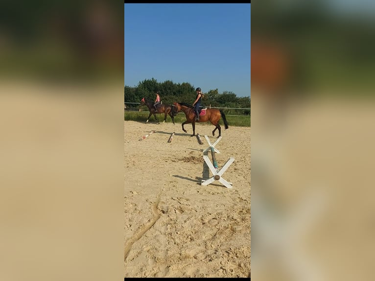 Westphalian Mare 10 years 16 hh Brown in Wiesbaden