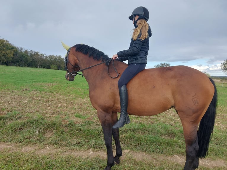 Westphalian Mare 10 years 16 hh Brown in Wiesbaden