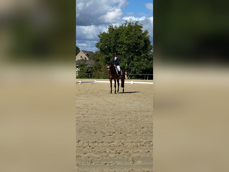 Westphalian Mare 10 years 16 hh Brown in Wiesbaden