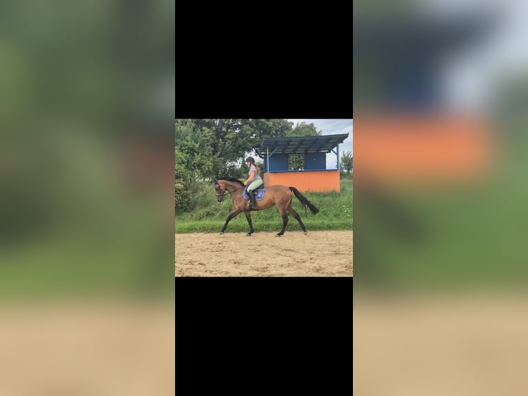 Westphalian Mare 10 years 16 hh Brown in Wiesbaden