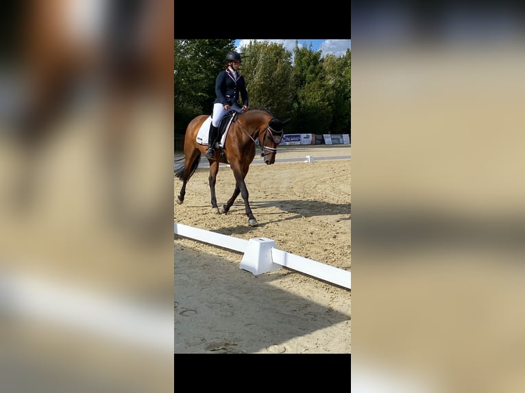 Westphalian Mare 10 years 16 hh Brown in Wiesbaden