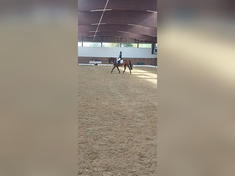 Westphalian Mare 10 years 16 hh Brown in Wiesbaden