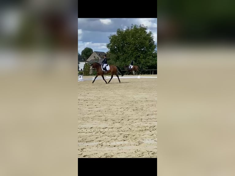 Westphalian Mare 10 years 16 hh Brown in Wiesbaden