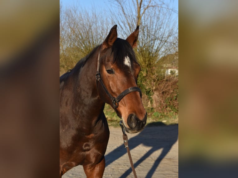Westphalian Mare 10 years 16 hh Brown in Oebisfelde