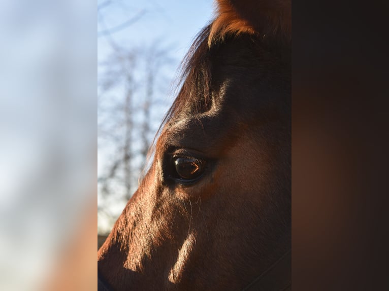 Westphalian Mare 10 years 16 hh Brown in Oebisfelde