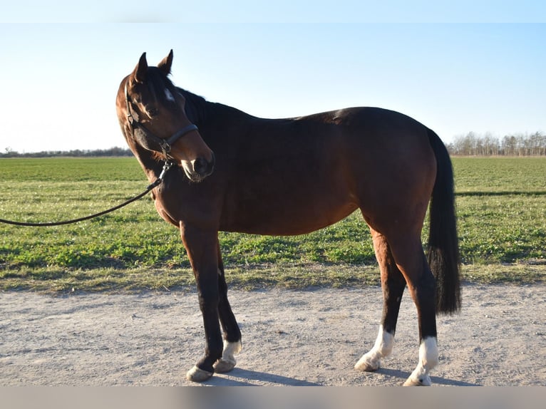 Westphalian Mare 10 years 16 hh Brown in Oebisfelde