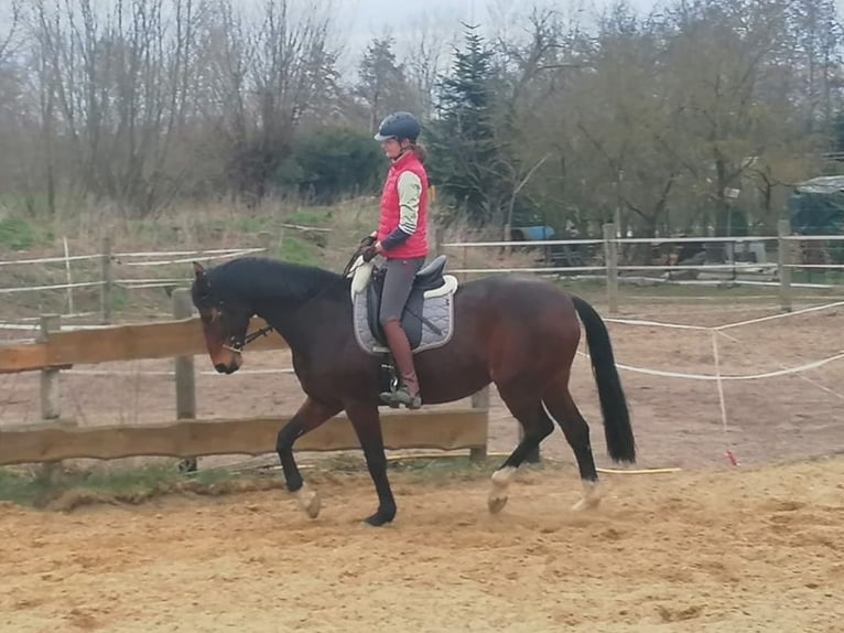 Westphalian Mare 10 years 16 hh Brown in Oebisfelde