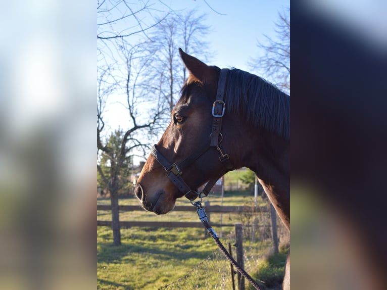 Westphalian Mare 10 years 16 hh Brown in Danndorf