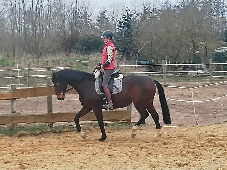 Westphalian Mare 10 years 16 hh Brown in Danndorf