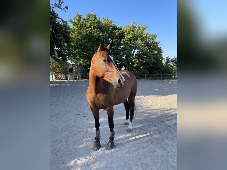 Westphalian Mare 10 years 16 hh Brown in Düren