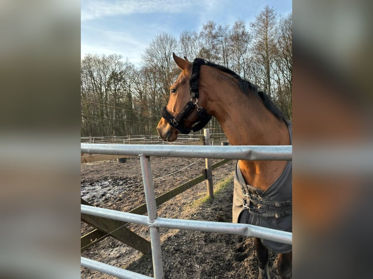 Westphalian Mare 10 years 16 hh Brown in Paderborn