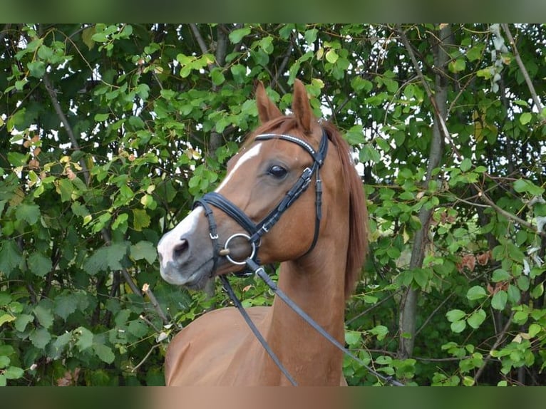 Westphalian Mare 10 years 16 hh Chestnut-Red in Ankum