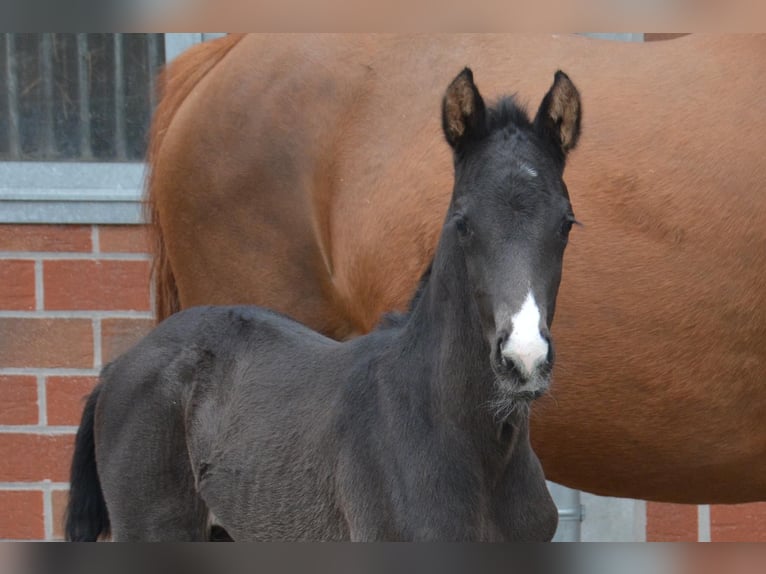 Westphalian Mare 10 years 16 hh Chestnut-Red in Ankum