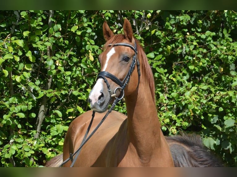 Westphalian Mare 10 years 16 hh Chestnut-Red in Ankum