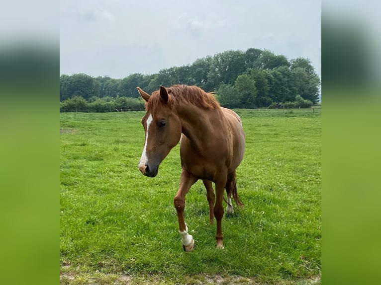 Westphalian Mare 10 years 16 hh Chestnut-Red in Ankum