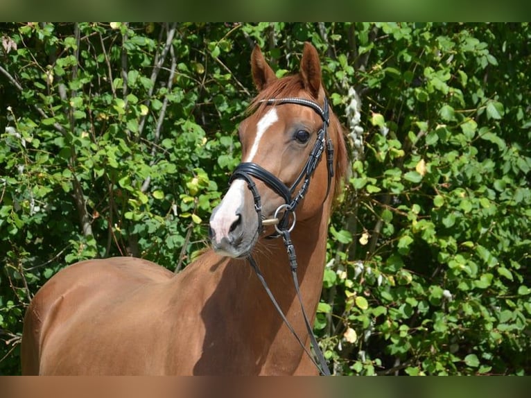 Westphalian Mare 10 years 16 hh Chestnut-Red in Ankum