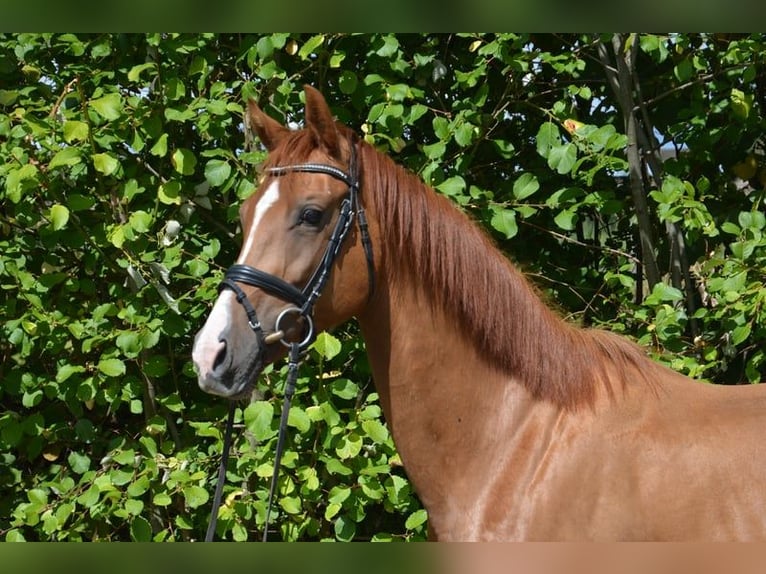 Westphalian Mare 10 years 16 hh Chestnut-Red in Ankum