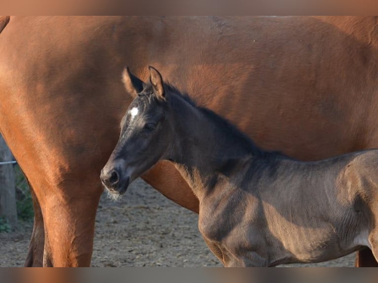 Westphalian Mare 10 years 16 hh Chestnut-Red in Ankum