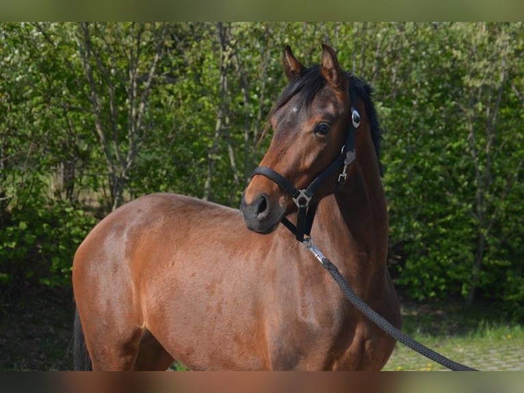 Westphalian Mare 10 years 16 hh Chestnut-Red in Ankum