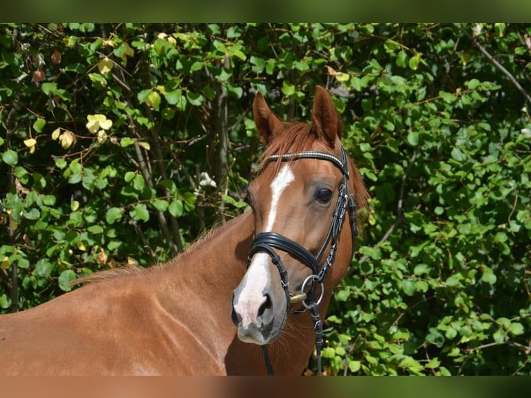 Westphalian Mare 10 years 16 hh Chestnut-Red in Ankum