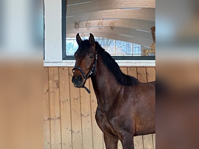 Westphalian Mare 10 years 16 hh Chestnut-Red in Ankum