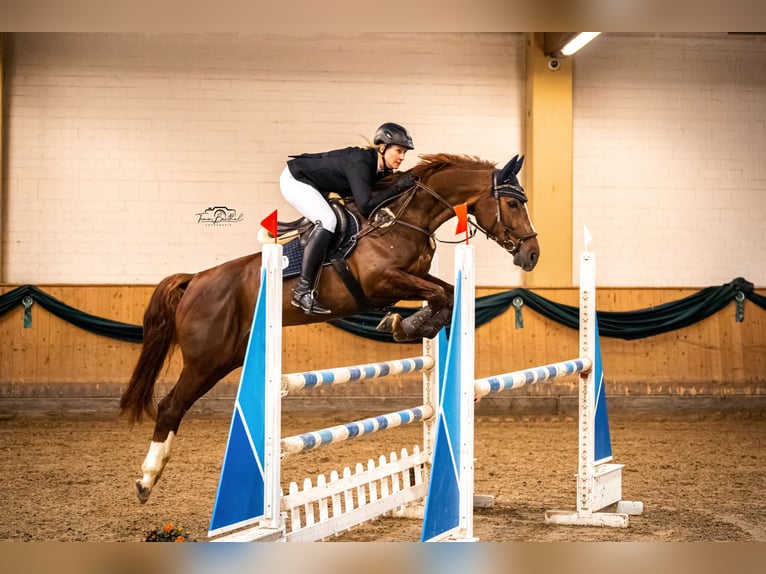 Westphalian Mare 10 years 16 hh Chestnut in Ascheberg