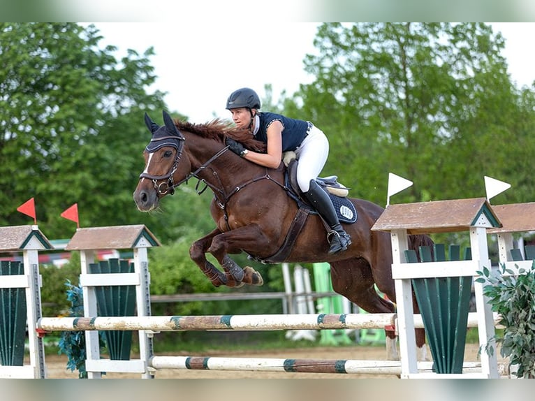 Westphalian Mare 10 years 16 hh Chestnut in Ascheberg