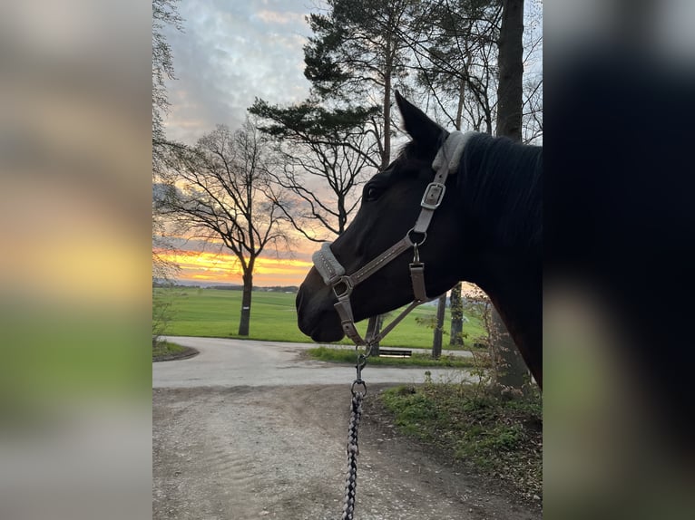 Westphalian Mare 10 years 16 hh Smoky-Black in Weil der Stadt